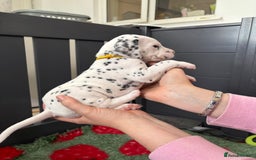 Dalmatian dogs for sale: 8 Gorgeous Dalmatian Puppies - Image 14