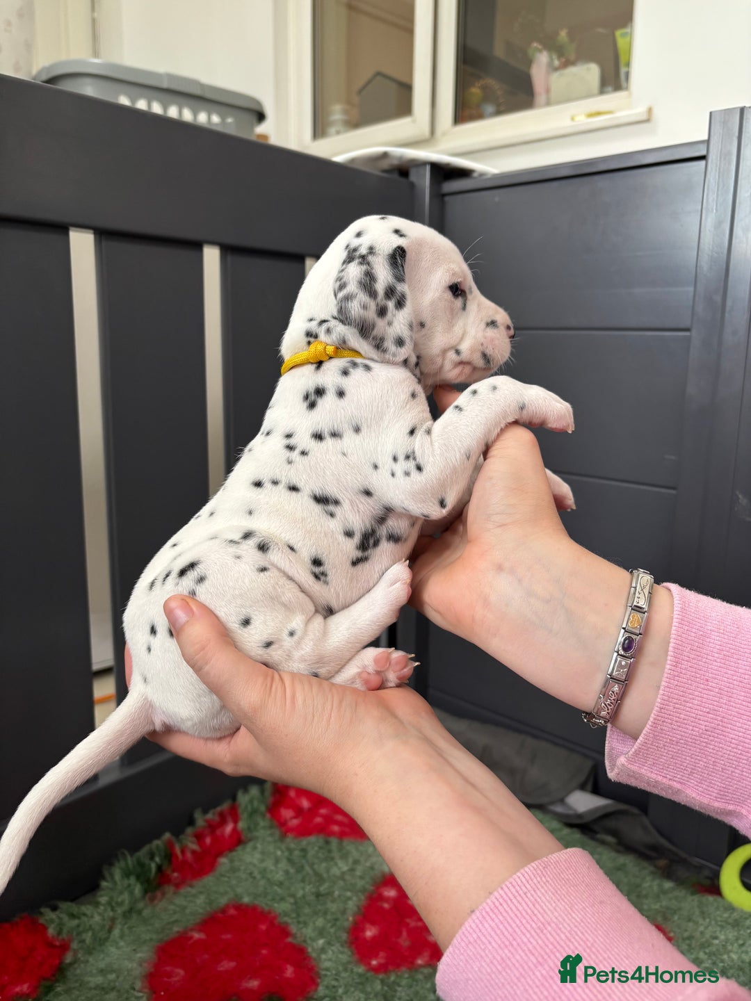 Dalmatian dogs for sale: 8 Gorgeous Dalmatian Puppies - Image 14