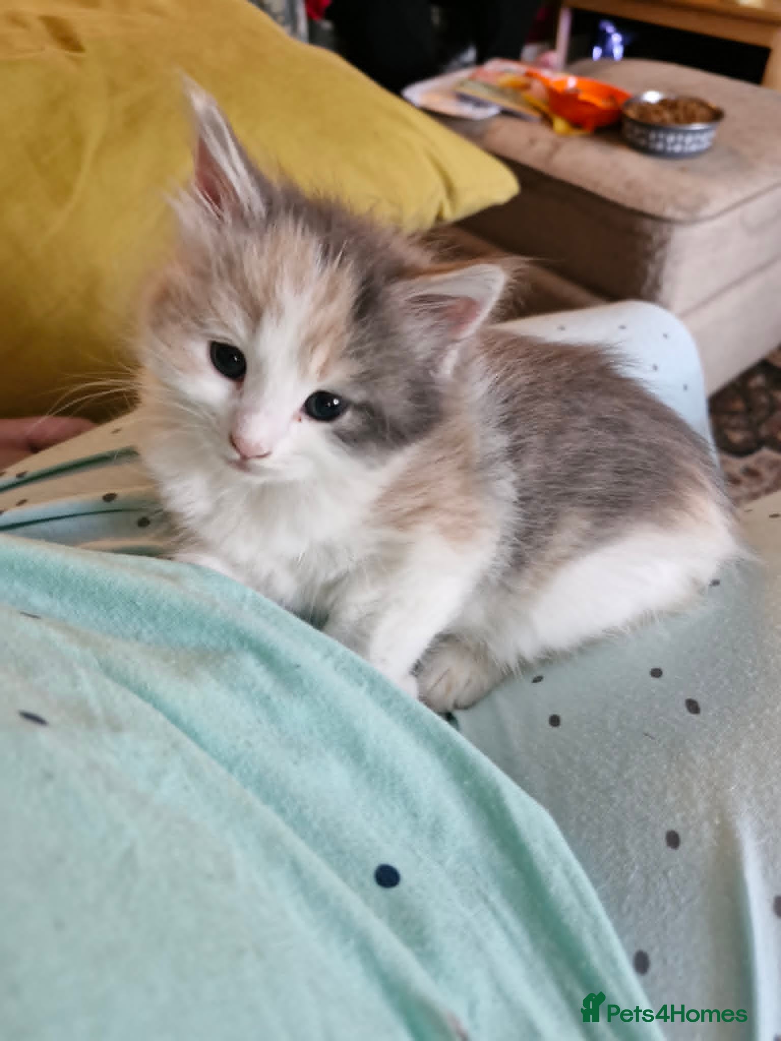 Maine Coon cats Maine coon cross kittens ready now - Advert 2