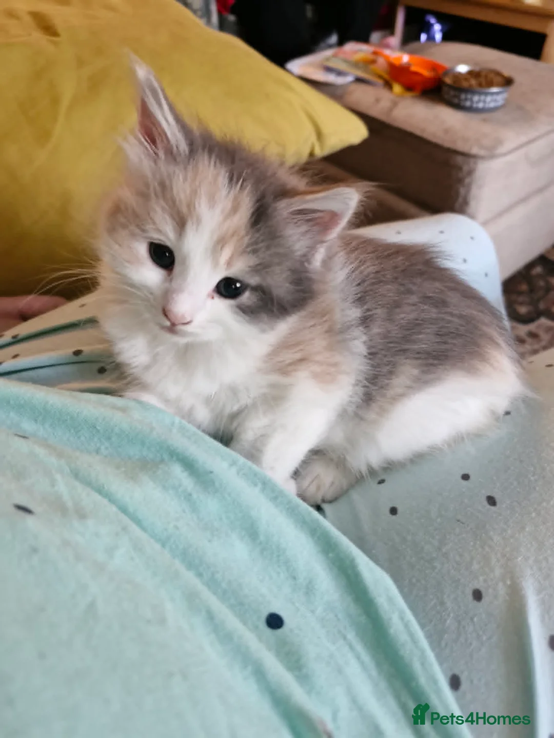 Maine Coon cats for sale: Maine coon cross kittens ready now - Advert 1