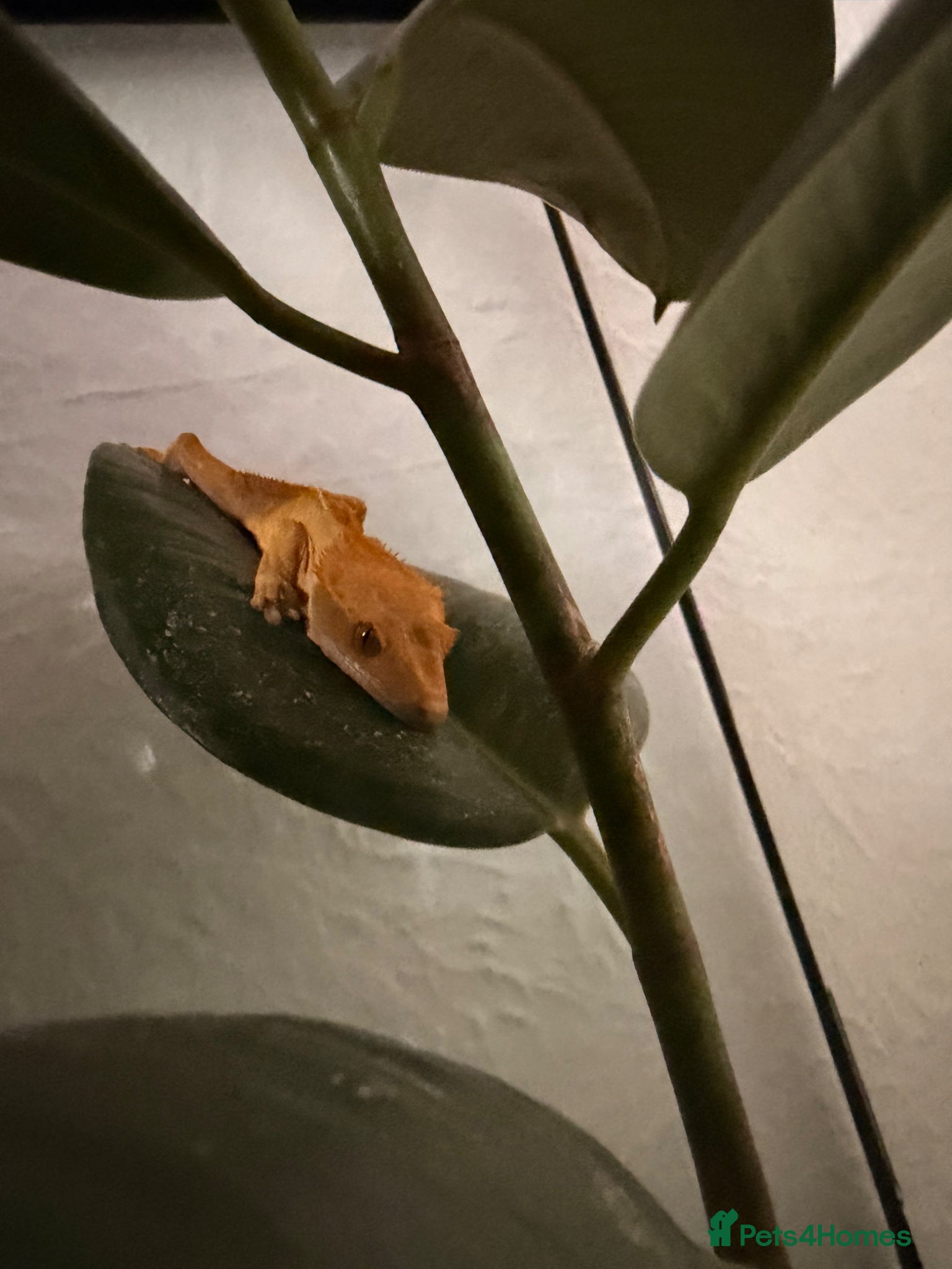 Gecko reptiles Crested gecko  - Advert 1