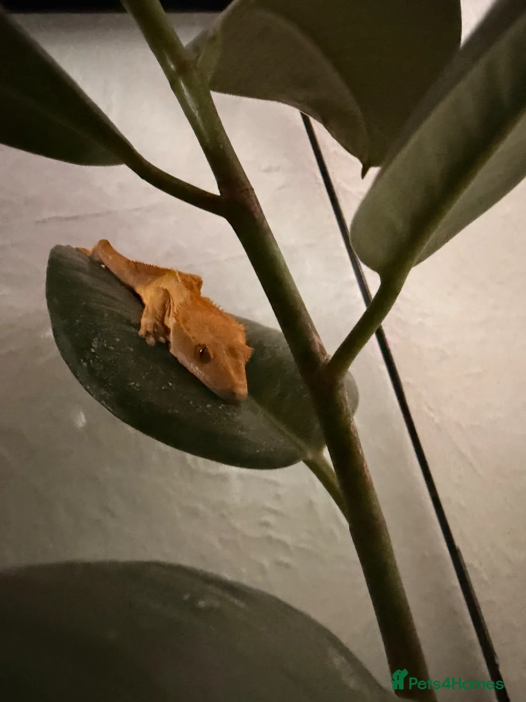 Gecko reptiles for sale: Crested gecko  in Brighton - Advert 1