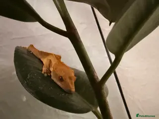 Gecko reptiles Crested gecko - Advert 1
