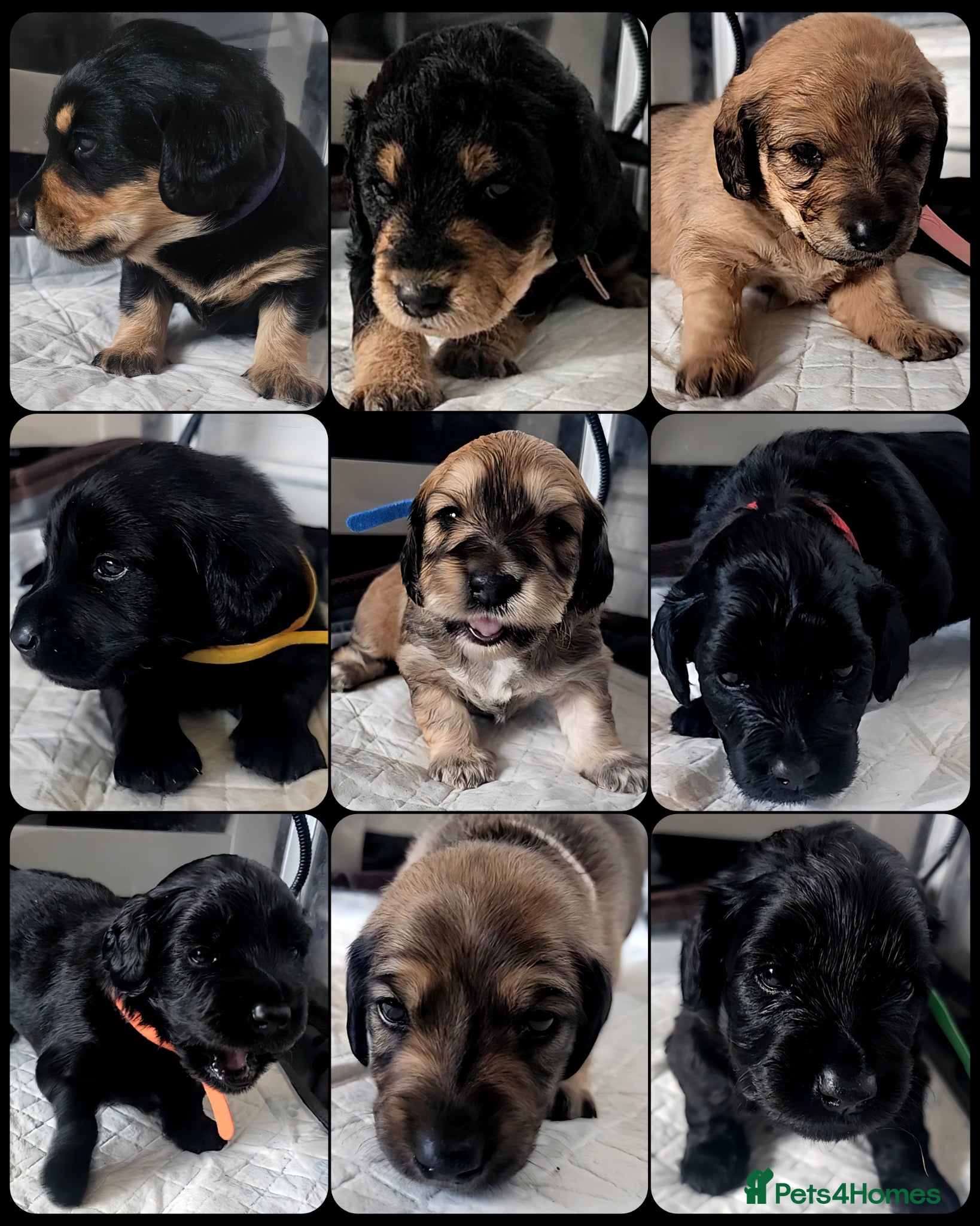 Mixed Breed dogs Dachshund x Labradoodle  - Advert 1