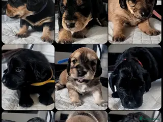 Mixed Breed dogs Dachshund x Labradoodle - Advert 1