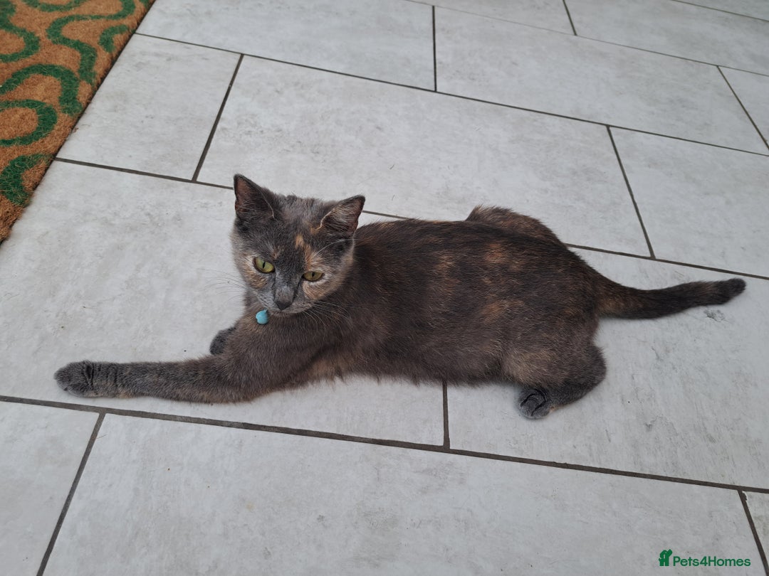 British Shorthair cats for sale: British Shorthair kittens  - Image 9