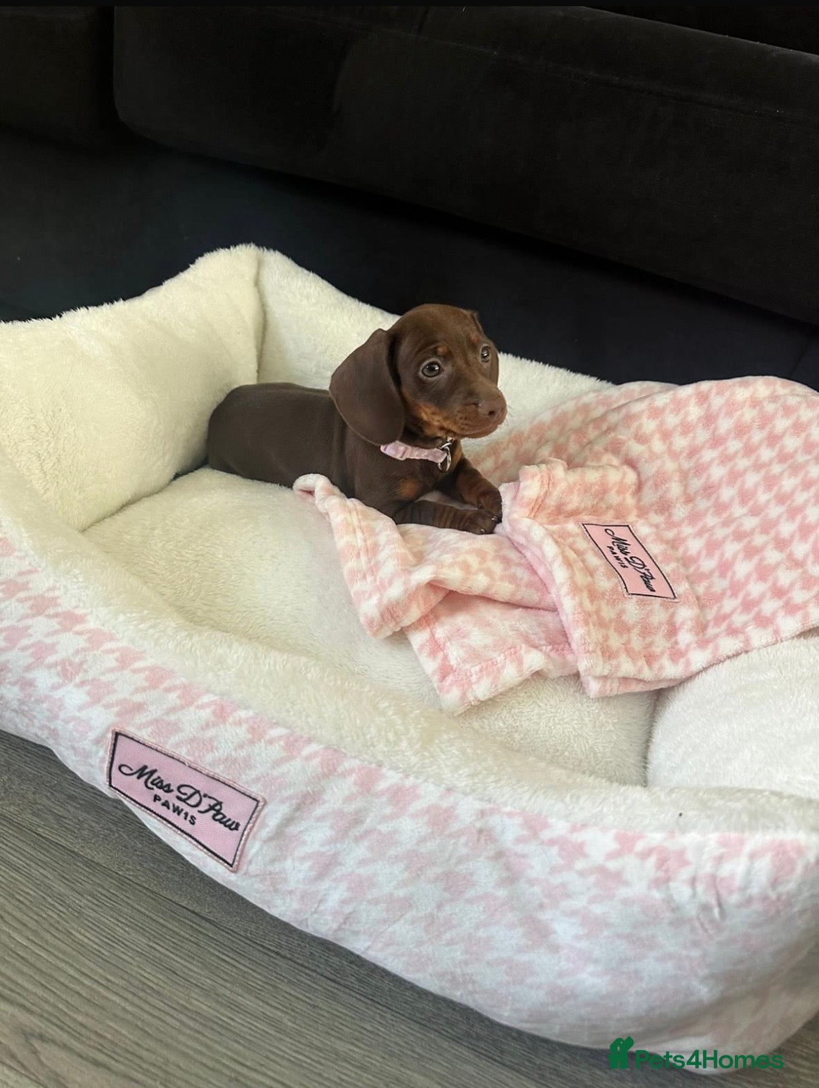 Miniature Dachshund dogs 15 week old miniature dachshund  - Advert 1