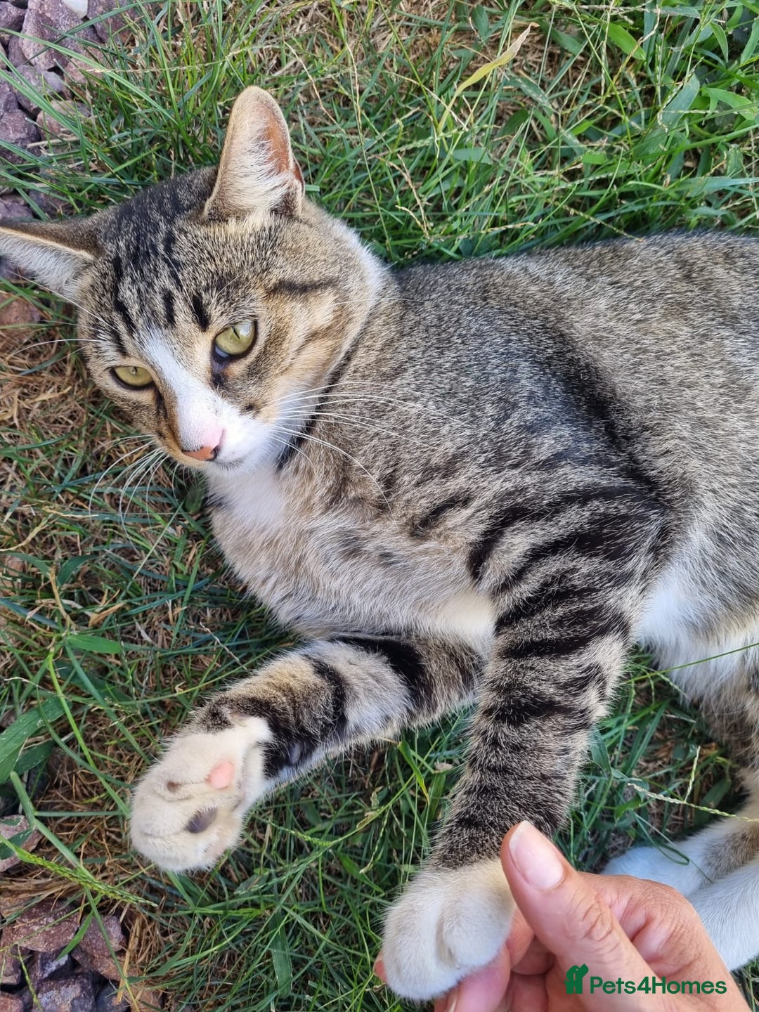 Mixed Breed cats for adoption: TOM a friendly & proud boy who needs a Loving Home - Advert 5