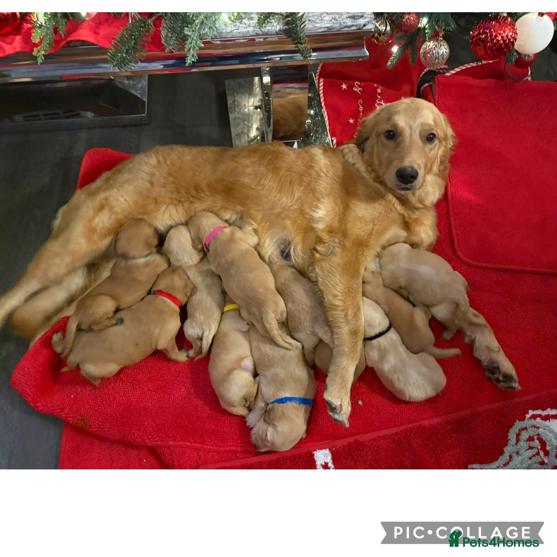 Golden Retriever dogs Adorable golden retriever puppies (ready 7th Jan! - Advert 12