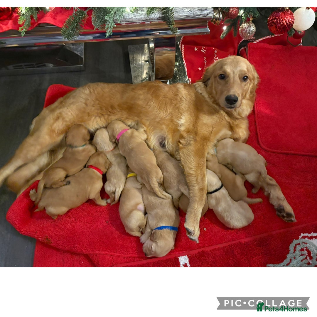 Golden Retriever dogs for sale: Adorable golden retriever puppies  - Advert 1