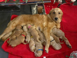 Golden Retriever dogs Adorable golden retriever puppies - Advert 2