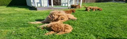 Miniature Poodle dogs for sale: Pure KC miniature poodles ready now! - Advert 7