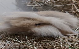 Mini Lion Lop rabbits for sale: Mini lion head lops - Image 3