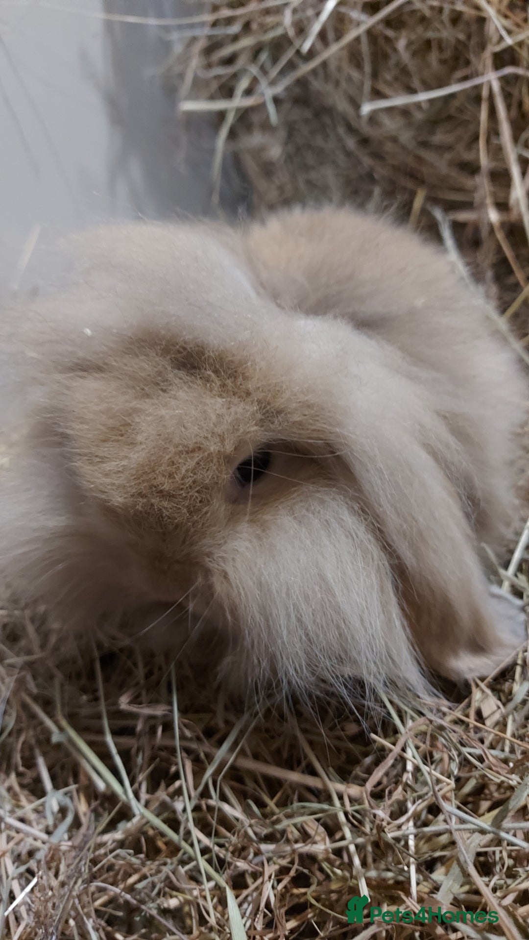 Mini Lion Lop rabbits for sale: Mini lion head lops - Image 3