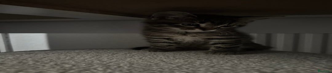 Tabby Kitten 