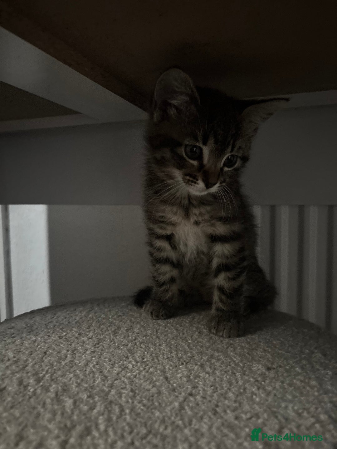 Mixed Breed cats for sale: Two 9 week old kittens🐈‍⬛🐈 - Image 4