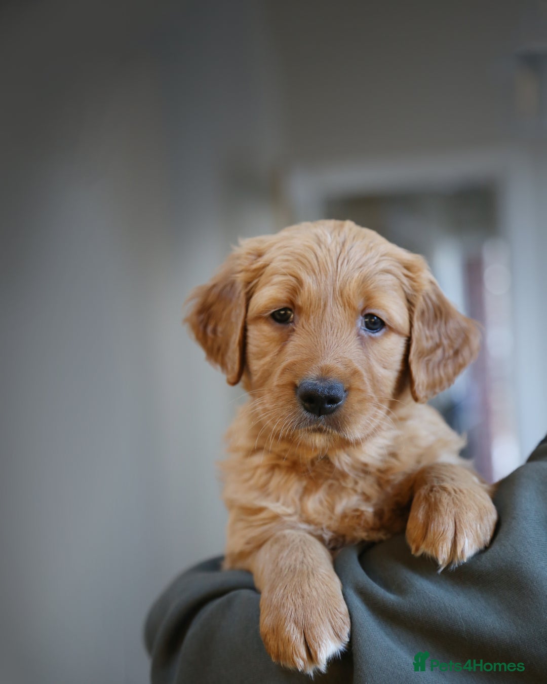 Golden Retriever dogs for sale: KC Registered Championship Line Golden Retrievers - Advert 39