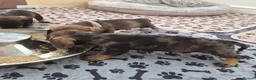 Dachshund dogs for sale: Miniature wire dachshund puppies - Advert 20