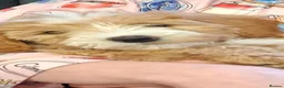 Bordoodle dogs for sale: Stunning F1b Bordoodle Puppies - Advert 12
