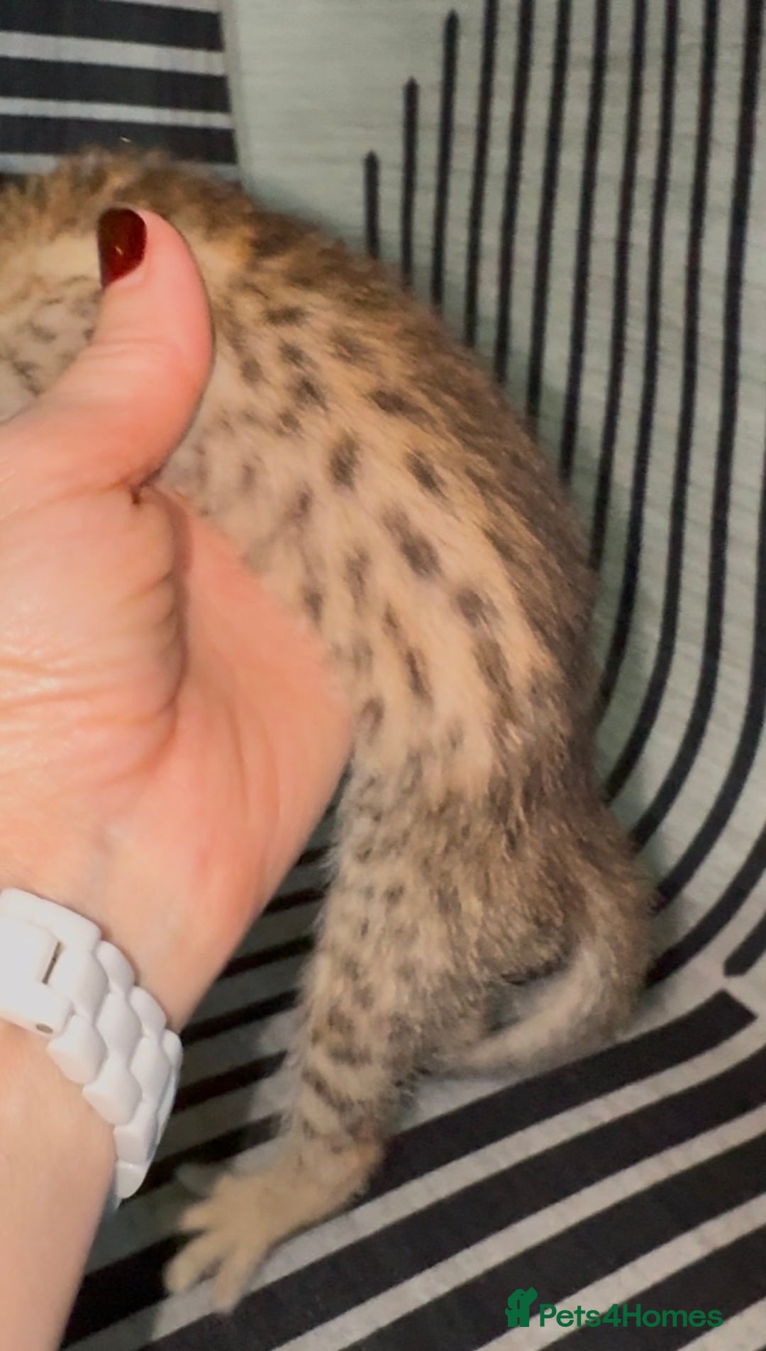 Savannah cats for sale: Excellent Quality Tica Registered Purebred kittens - Advert 7