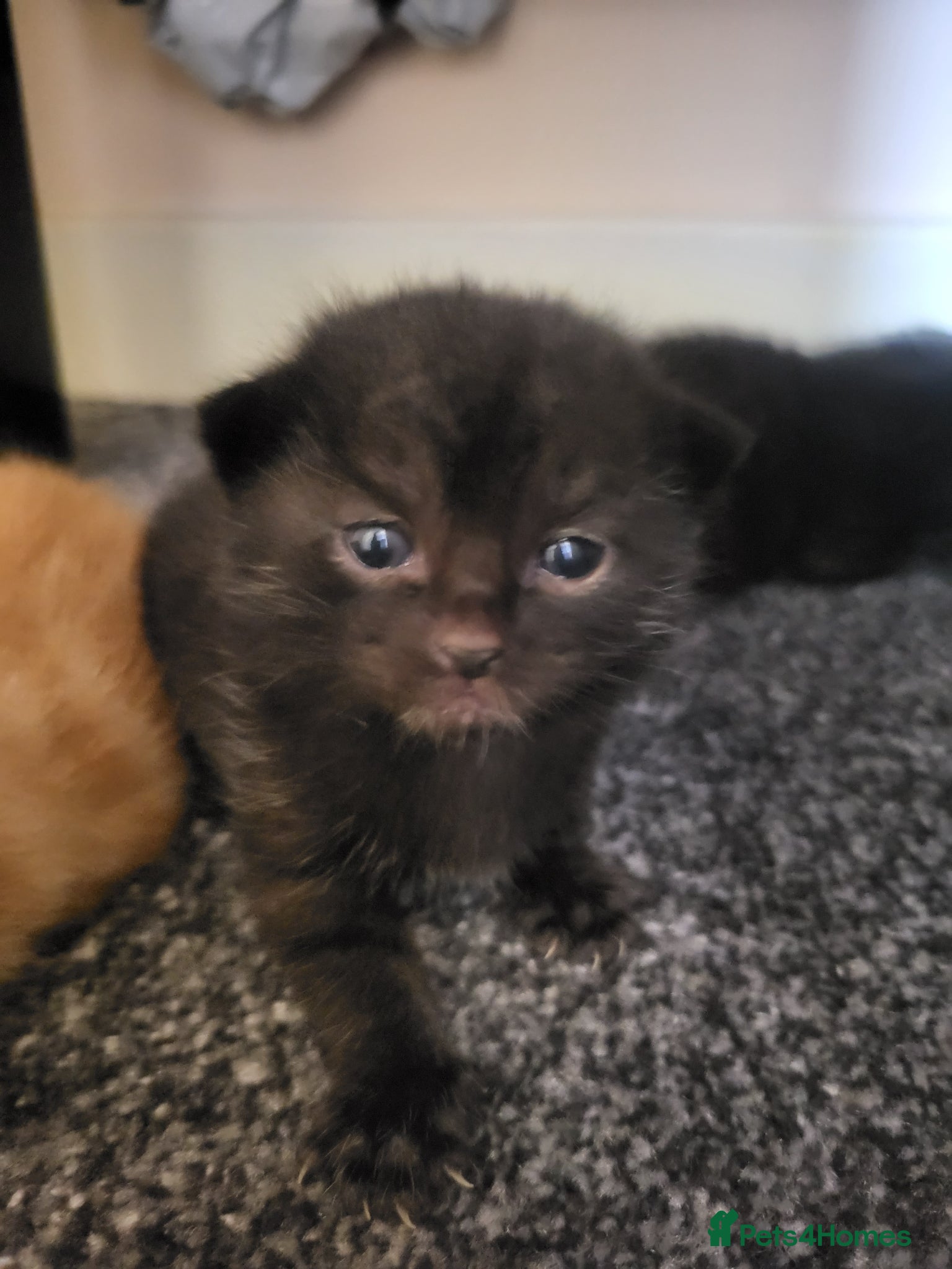 Mixed Breed cats Beautifully Stunning Kittens! - Advert 11