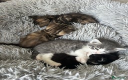 Mixed Breed cats for sale: Black and white kitten  - Image 3