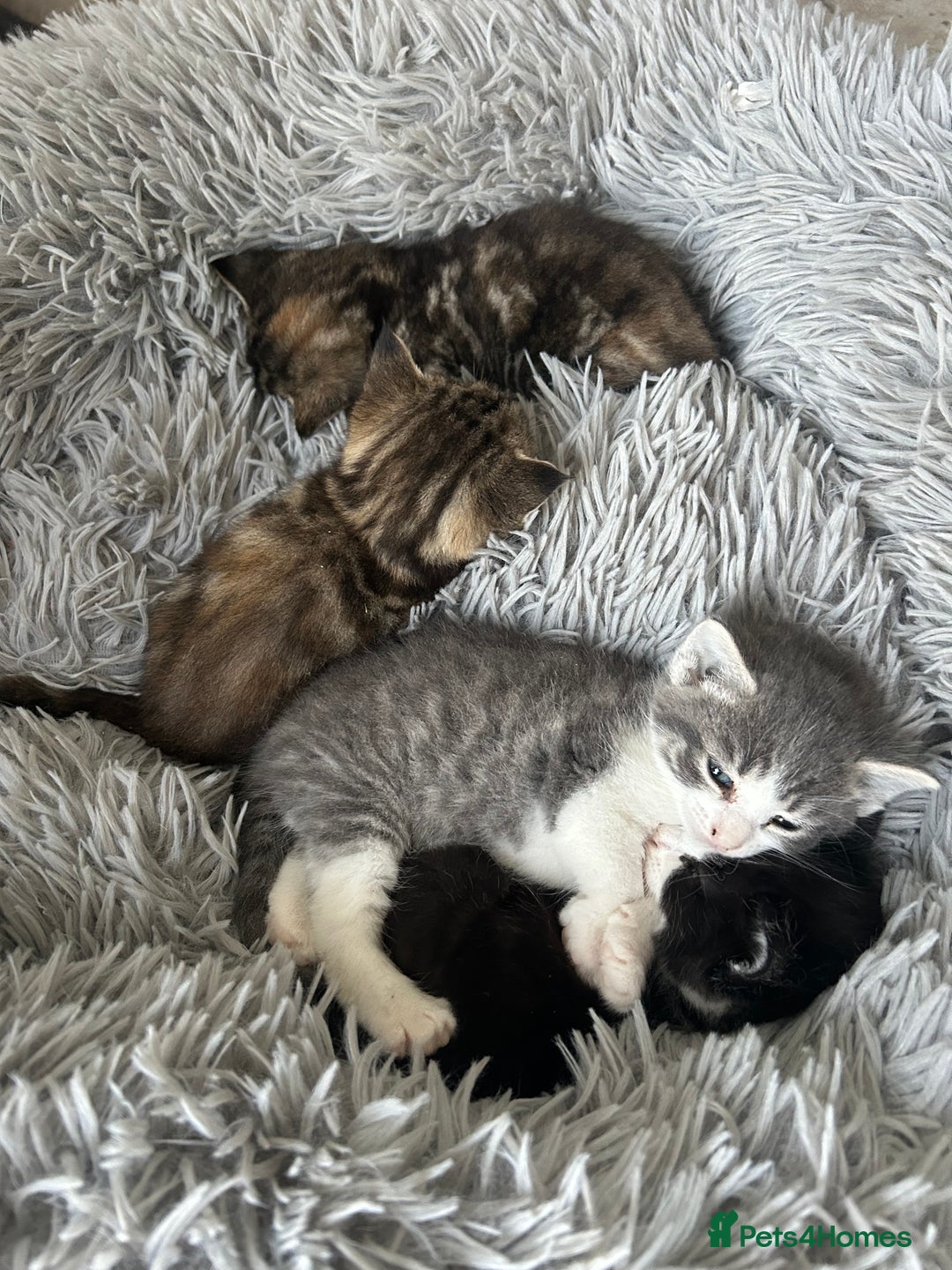 Mixed Breed cats for sale: Black and white kitten  - Image 3