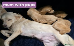 Labrador Retriever dogs for sale: Golden Labrador puppies  - Image 7