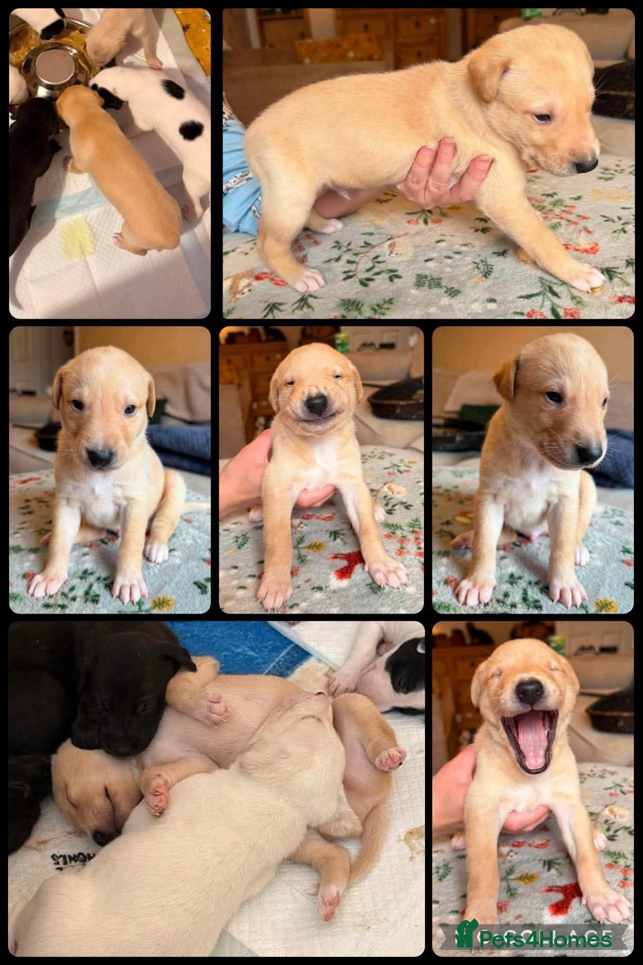Lurcher dogs Collie whippet lab grey  - Advert 1