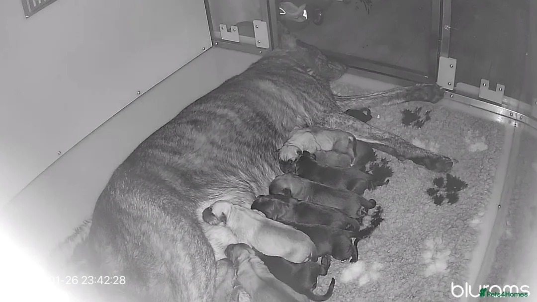 Mixed Breed dogs for sale: DUTCH HERDER CROSS BREED - Advert 2