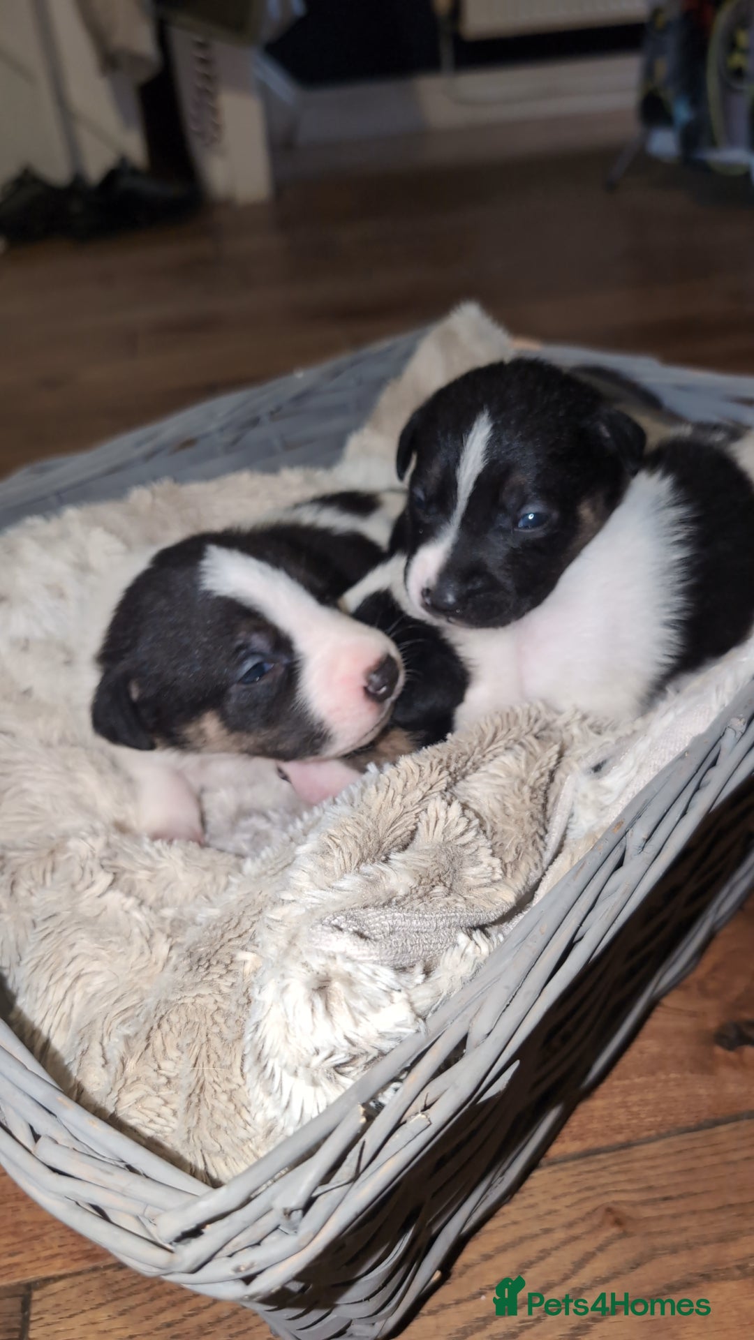 Mixed Breed dogs for sale: 1 puppy left, beautiful little girl 🩷🩷🩷 - Advert 6