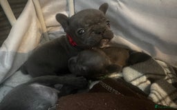 French Bulldog dogs for sale: Blue coat French bulldog pup ONE LEFT  - Image 7