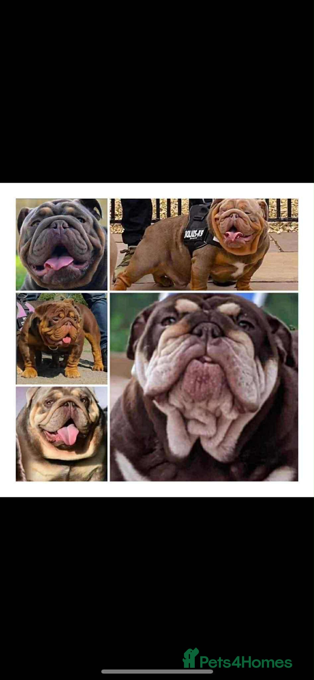 English Bulldog dogs for stud: Carlton - English Bulldog stud KC registered  - Advert 5