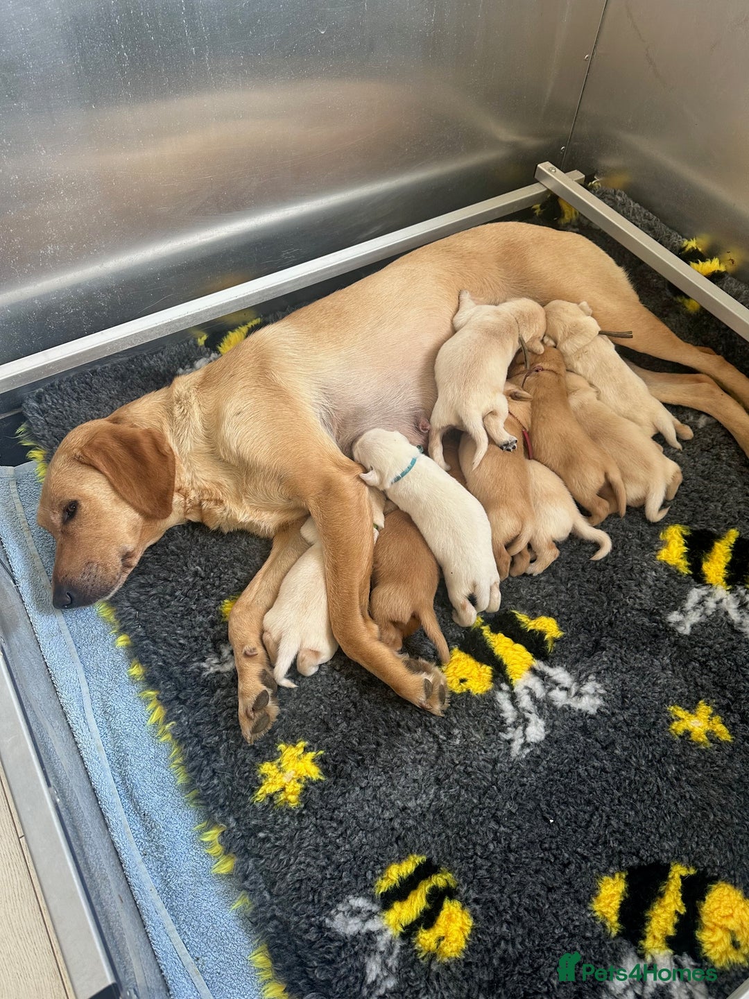 Labrador Retriever dogs for sale: Stunning Working bred yellow Labs Raised in home - Image 2
