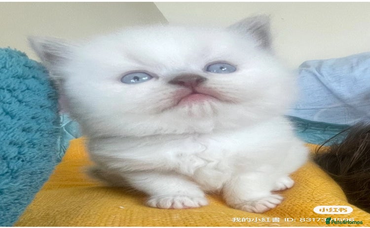 British Shorthair cats - Advert 7