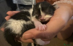 British Shorthair cats for sale: Kittens  - Image 1