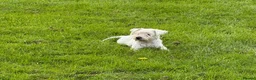 Mixed Breed dogs for sale: Westie Mix - Advert 3