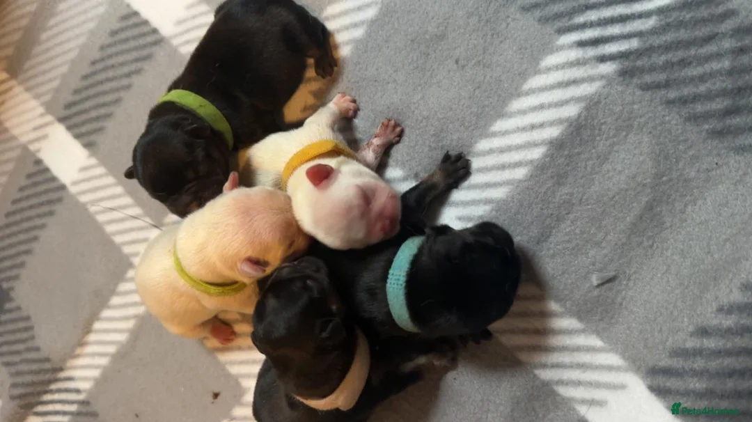 French Bulldog dogs for stud: Hector Starfex in Leigh - Advert 21