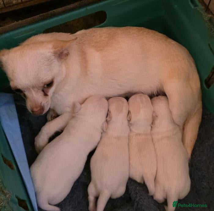 Chihuahua dogs Precious Paws, Bright Personalities—Chihuahuas - Advert 11