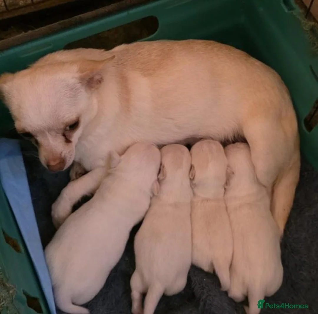 Chihuahua dogs for sale: Precious Paws, Bright Personalities—Chihuahuas in Manchester - Advert 1