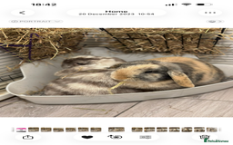 Mini Lop rabbits for sale: 2 year old Mini Lop Female  - Image 4