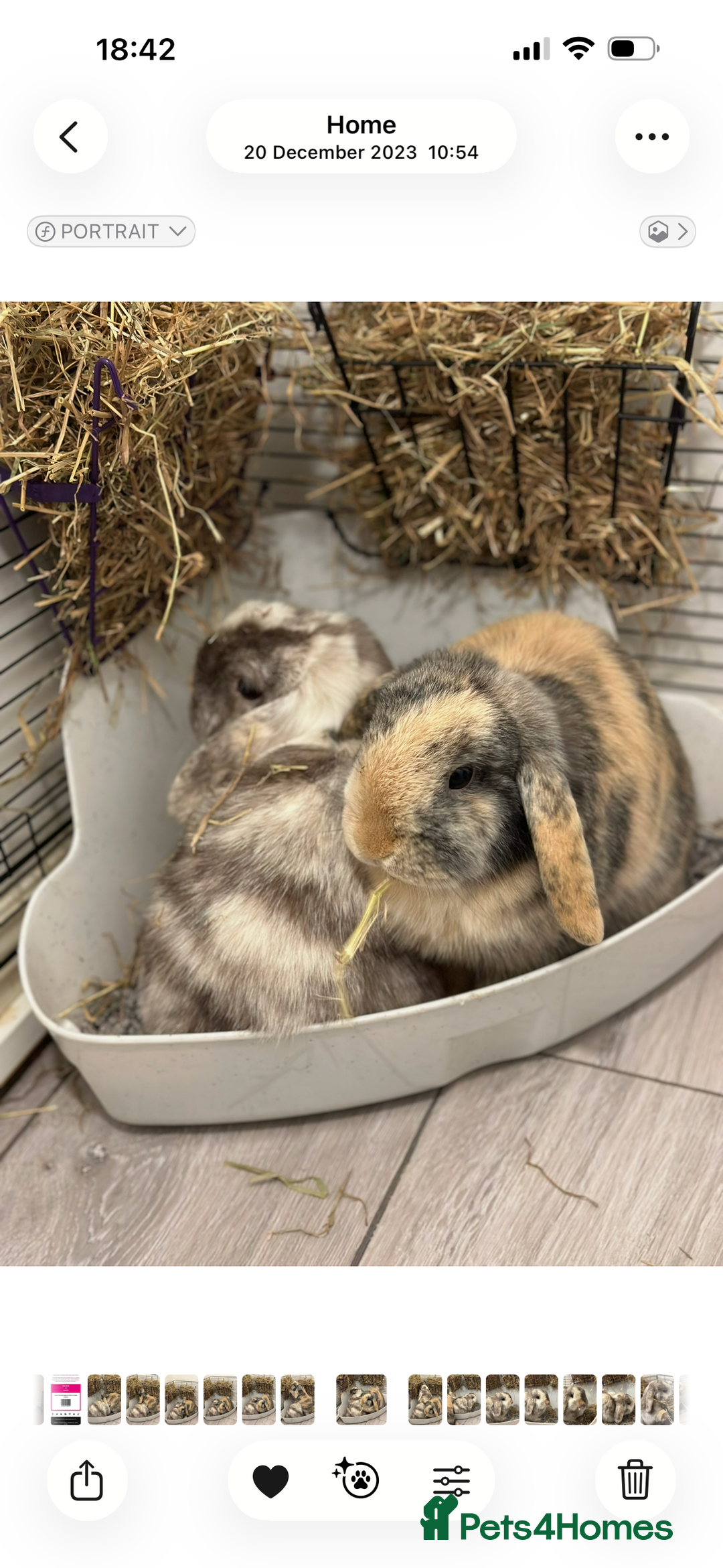 Mini Lop rabbits for sale: 2 year old Mini Lop Female  - Image 4
