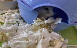 Hamster rodents for sale: 2 male gerbils - Image 14