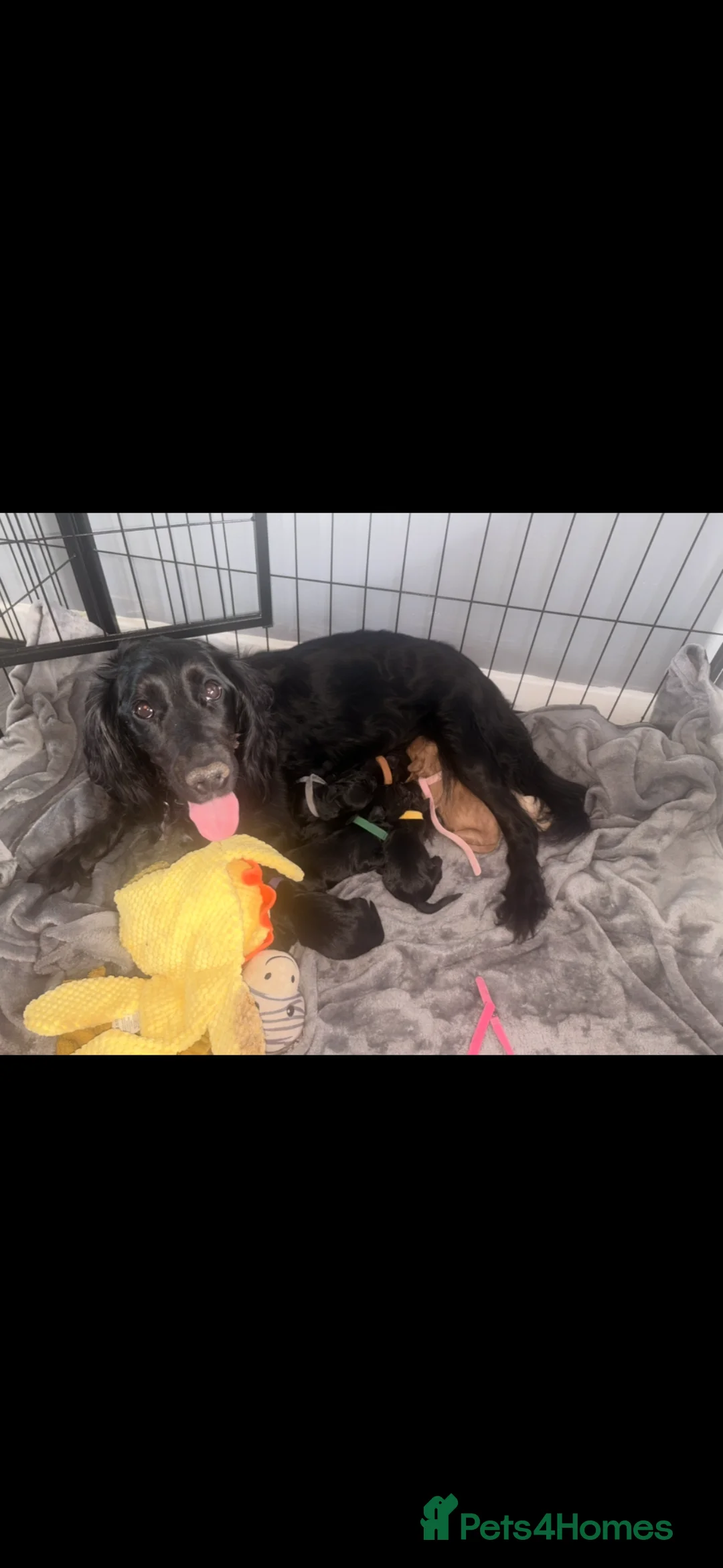 Cockapoo dogs for sale: F1B cockapoo puppies available - Advert 1