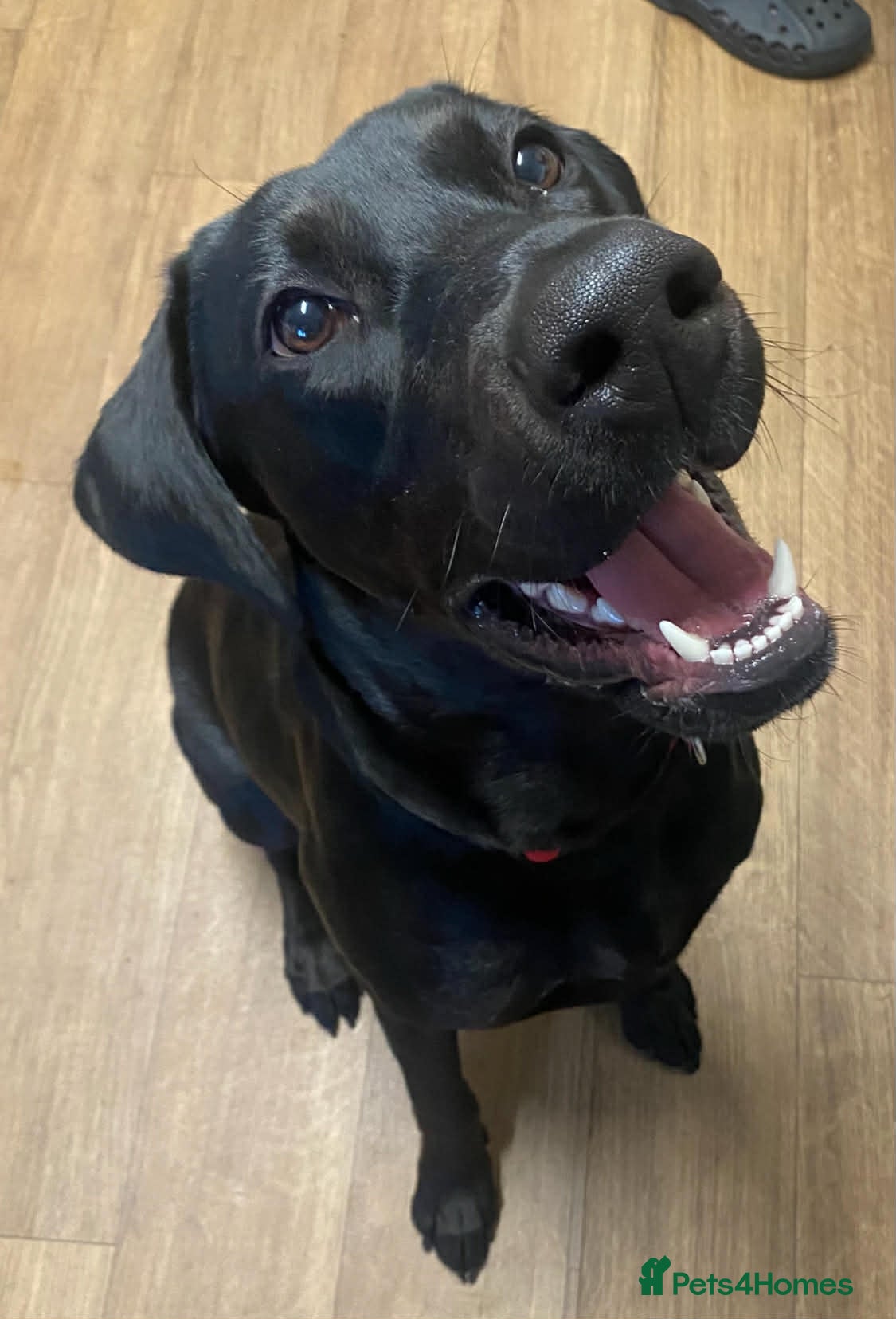 Mixed Breed dogs Lab X Dobermann for sale  - Advert 1