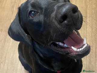 Mixed Breed dogs Lab X Dobermann for sale - Advert 1