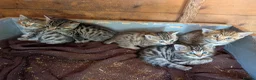 Mixed Breed cats for sale: Ready to leave... Gorgeous Bengal X Kittens - Advert 26