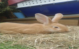 Continental Giant rabbits for sale: Continental Giant RARE HARLIE COLOURED DOE  READY - Image 2