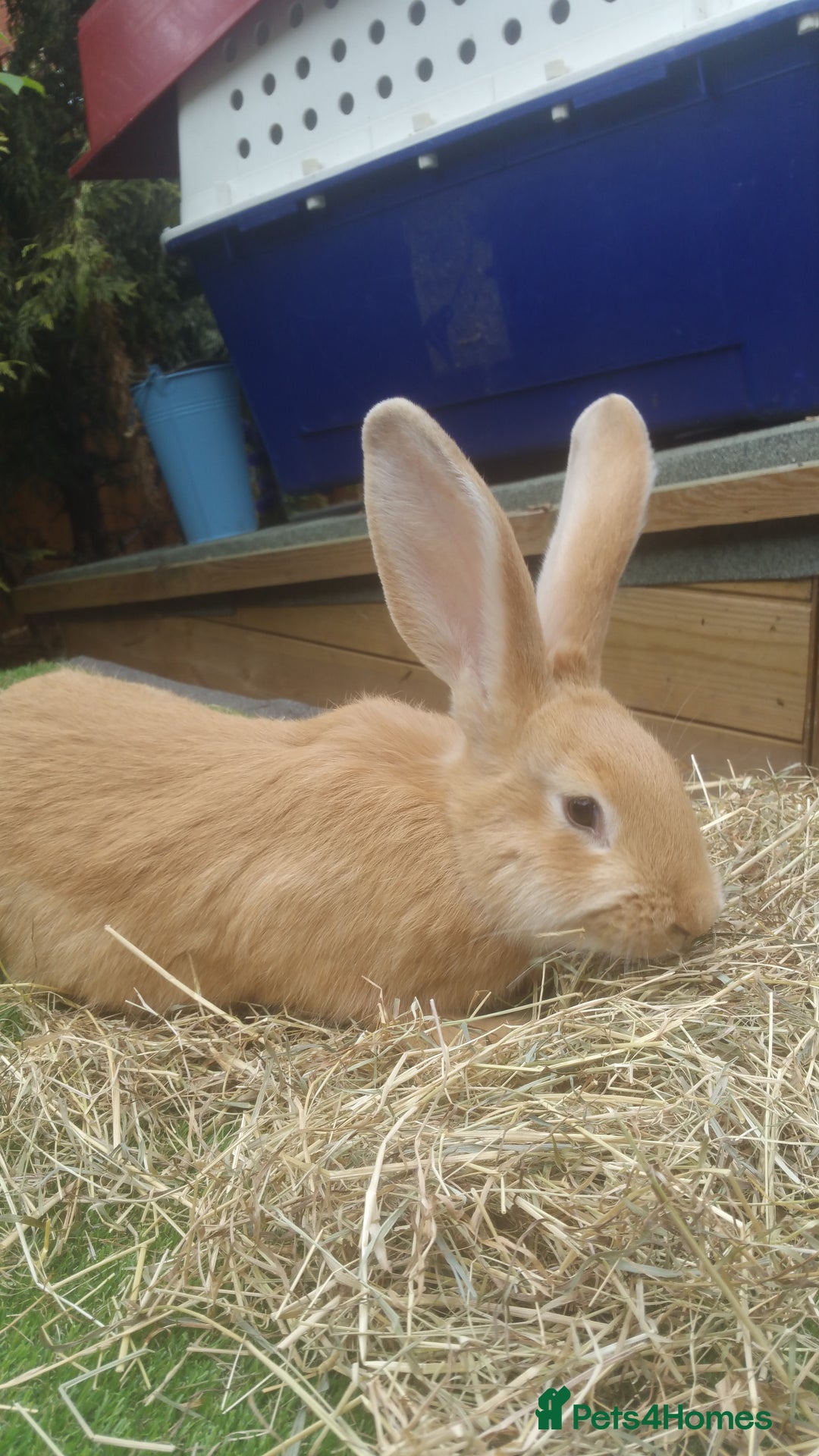 Continental Giant rabbits for sale: Continental Giant RARE HARLIE COLOURED DOE  READY - Image 2