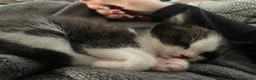 Domestic Shorthair cats for sale: Mother cat - Advert 6